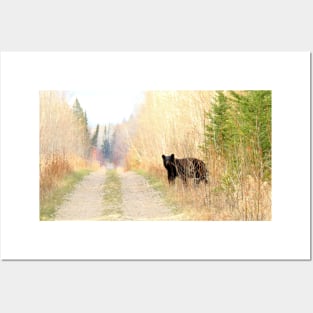 Black Bear on the Trail Posters and Art